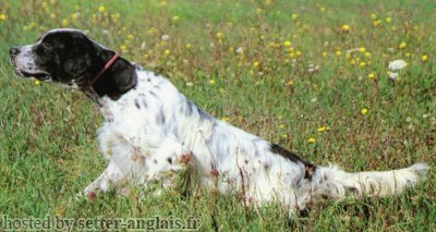 Setter Anglais PIANIGIANI'S SAIMON Setter Anglais PIANIGIANI'S SAIMON